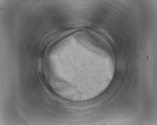 X0000076350026200610272131