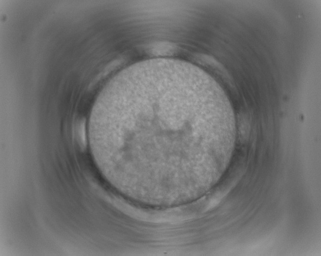 X0000076350028200610272131