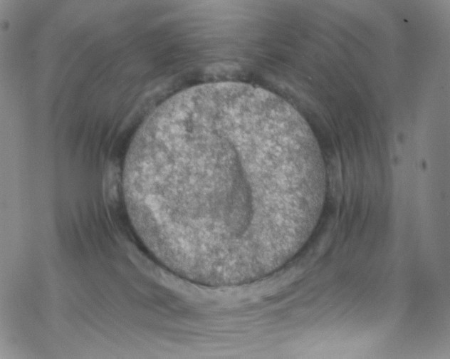 X0000076350038200610272131