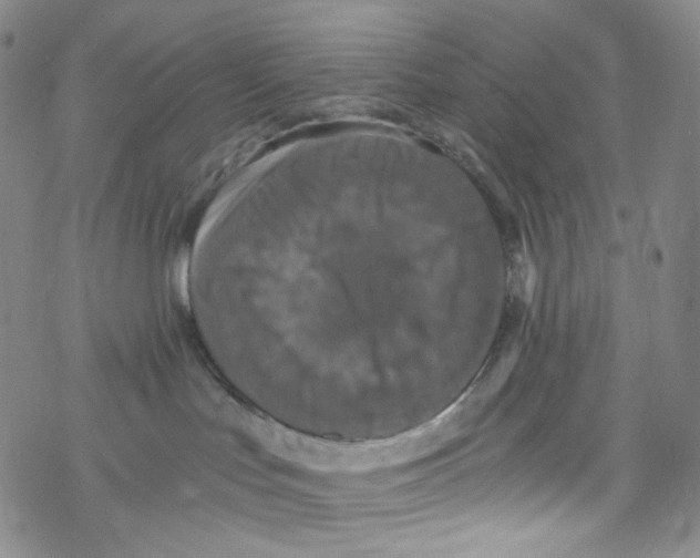 X0000076350047200610272131