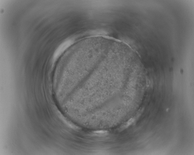 X0000076350053200610272130