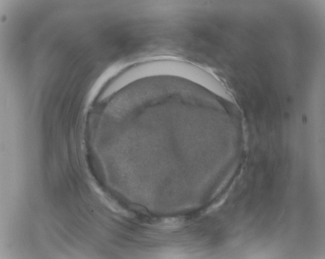 X0000076350056200610272130