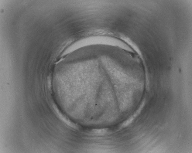 X0000076350057200610272130