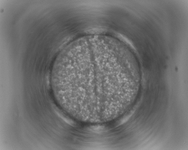 X0000076350065200610272130