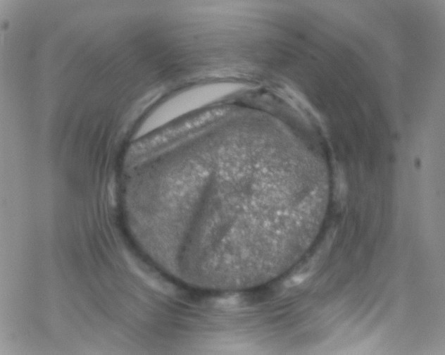 X0000076350068200610272130