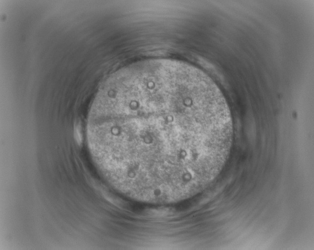 X0000076350069200610272130