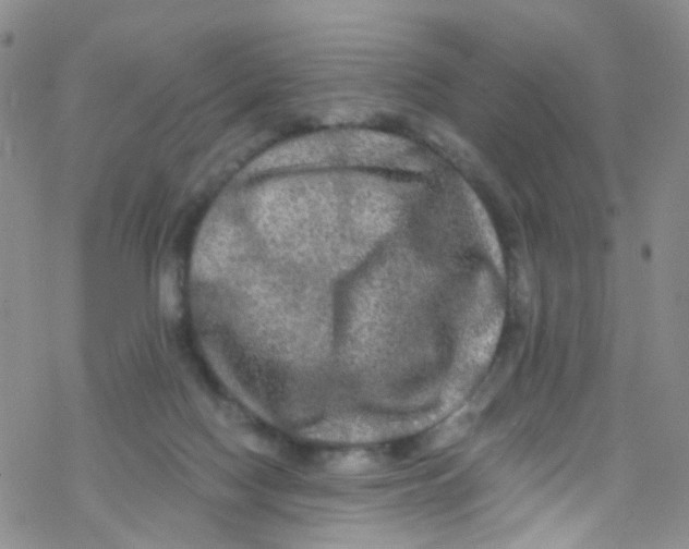 X0000076350074200610272130