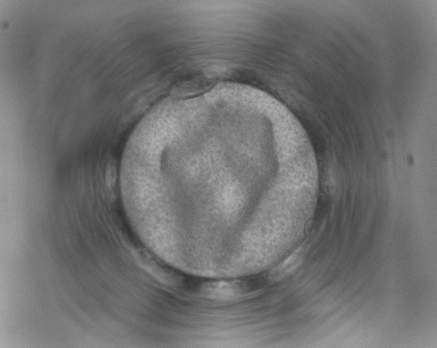 X0000076350082200610272130