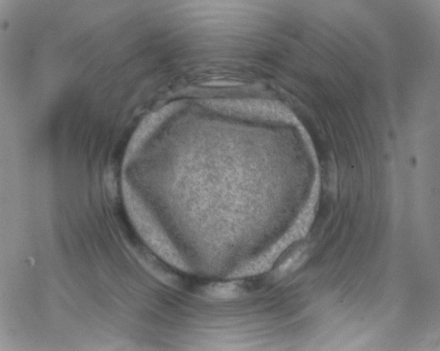 X0000076350086200610272131