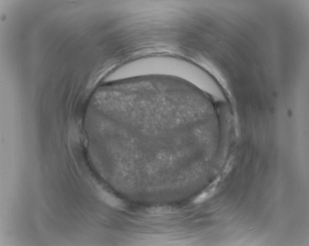 X0000076350105200610272130