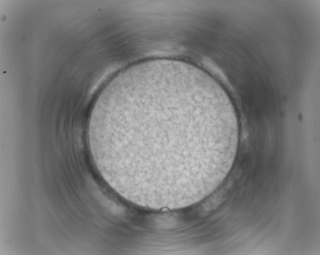 X0000076350106200610272130