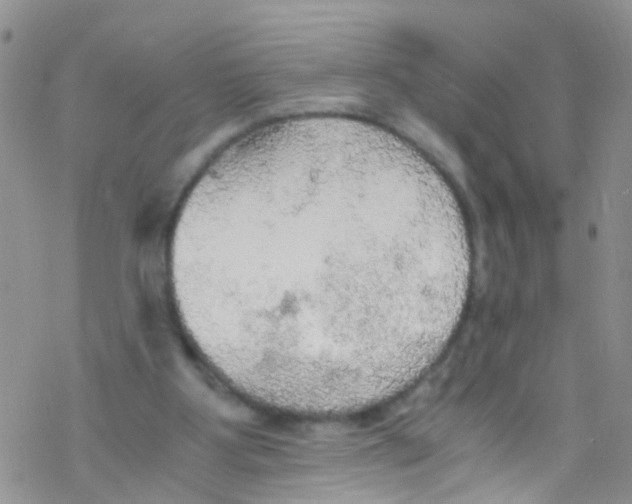 X0000076350107200610272130