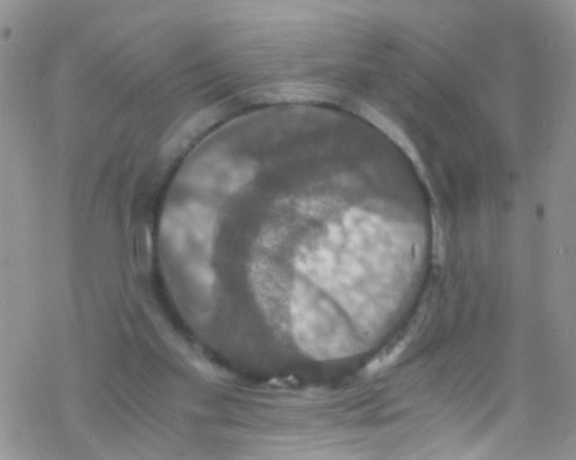 X0000076350109200610272130