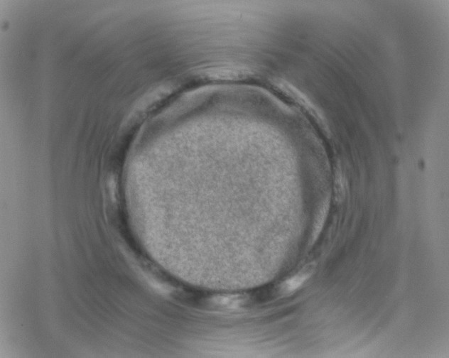 X0000076350117200610272130