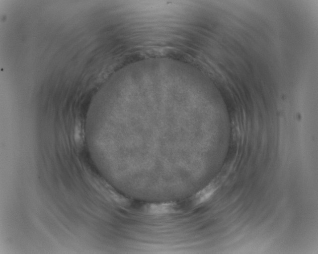 X0000076350134200610272129