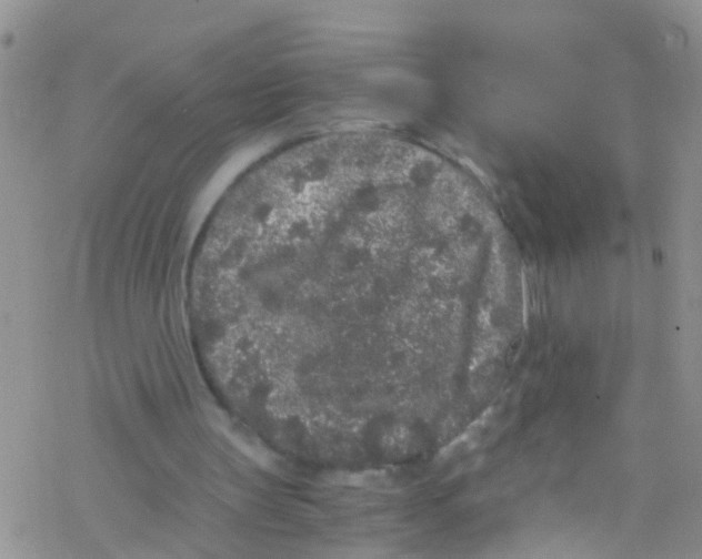 X0000076350147200610272128