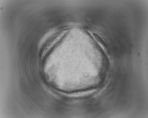 X0000076350149200610272128