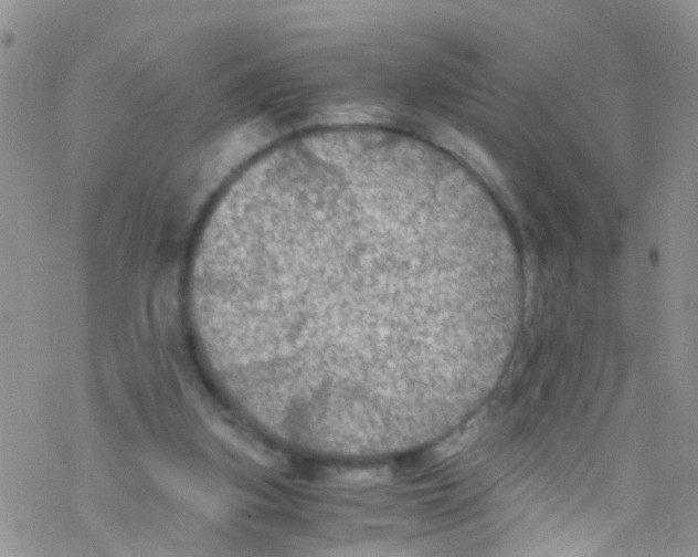 X0000076350155200610272128