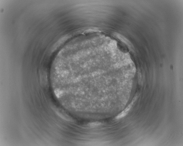 X0000076350158200610272129