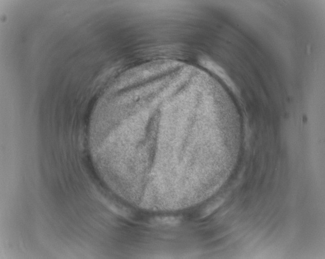 X0000076350161200610272129