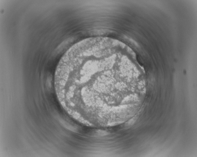 X0000076350166200610272129