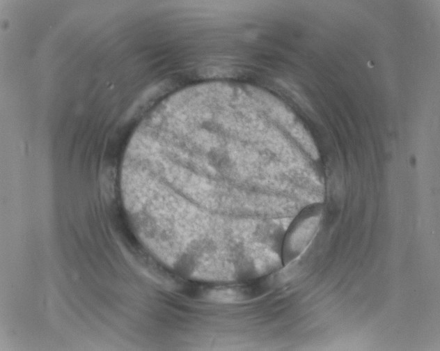 X0000076350171200610272129