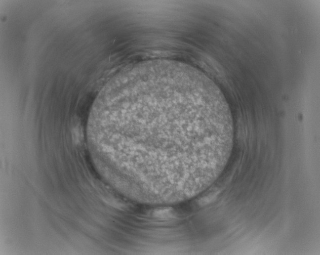 X0000076350173200610272129