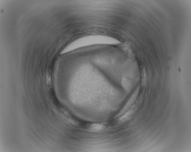 X0000076350176200610272129