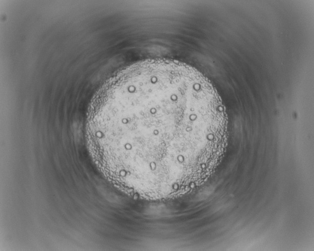 X0000076350177200610272129