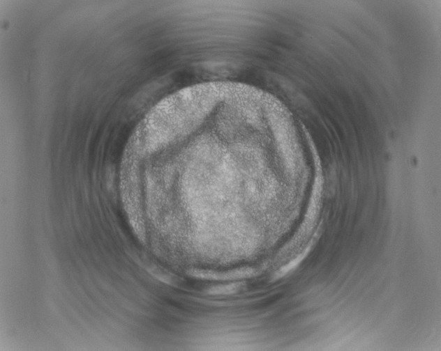 X0000076350178200610272129