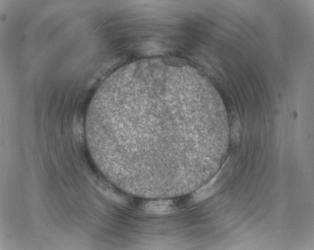 X0000076350179200610272129