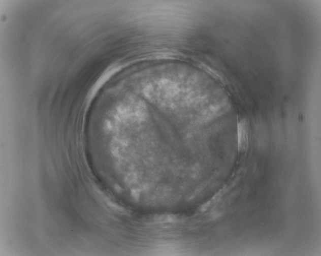 X0000076350195200610272128