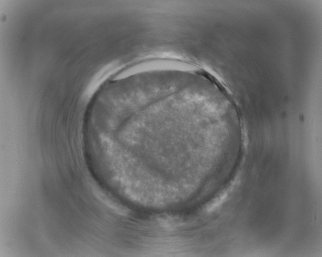 X0000076350199200610272128