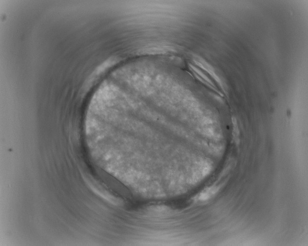 X0000076350203200610272128