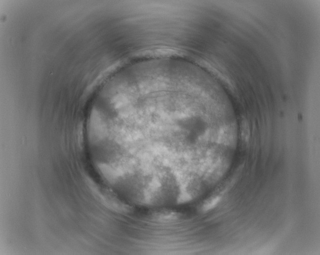 X0000076350206200610272128