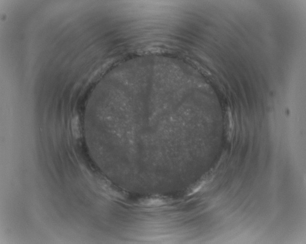 X0000076350224200610272128