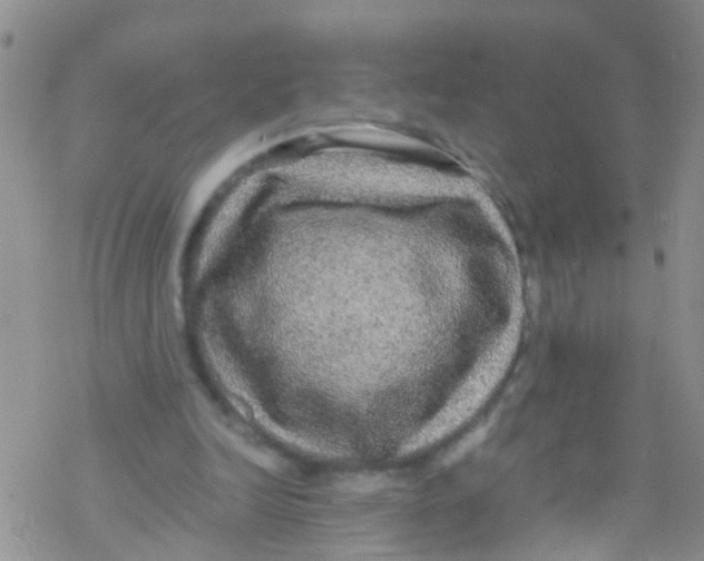 X0000076350246200610272127