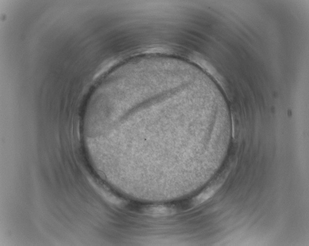 X0000076350253200610272127