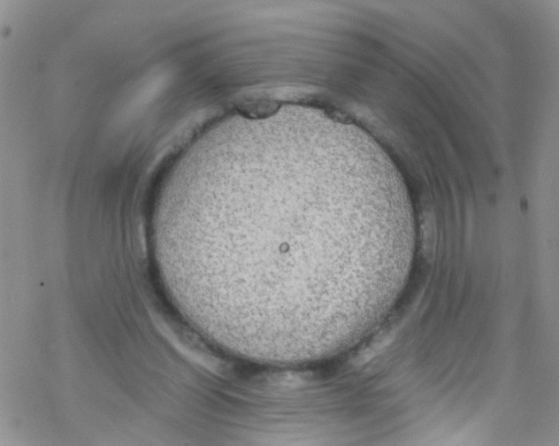 X0000076350254200610272127