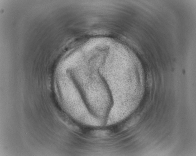 X0000076350255200610272127