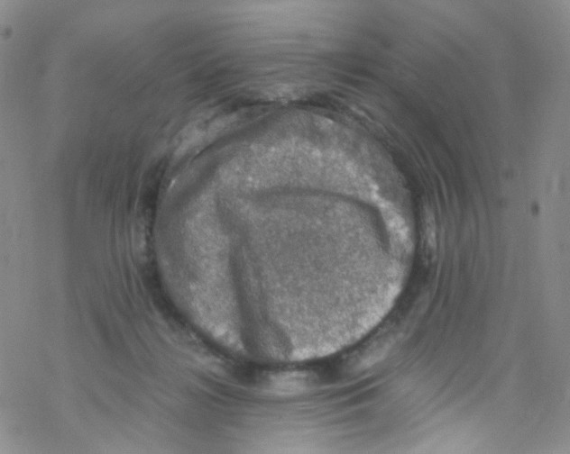 X0000076350268200610272127