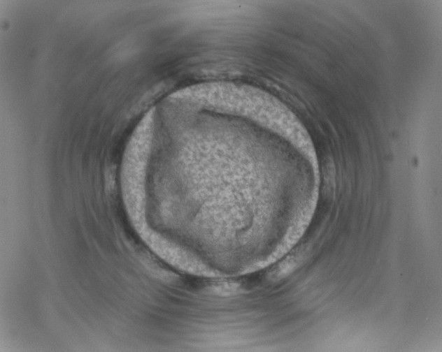 X0000076350278200610272127