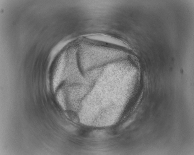 X0000076350294200610272127