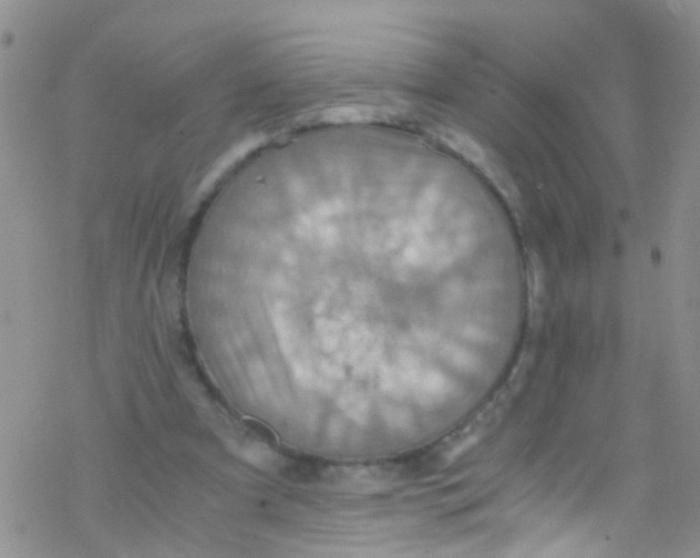 X0000076350297200610272127