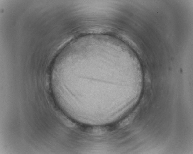 X0000076350305200610272126