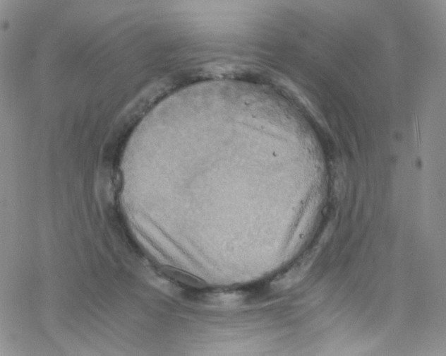 X0000076350313200610272126