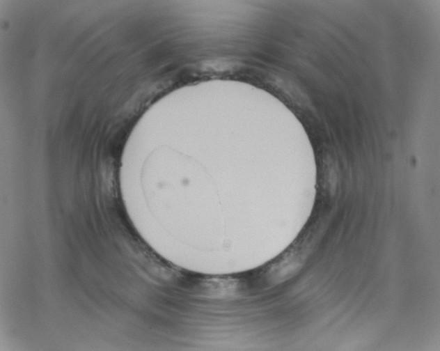 X0000076350328200610272126