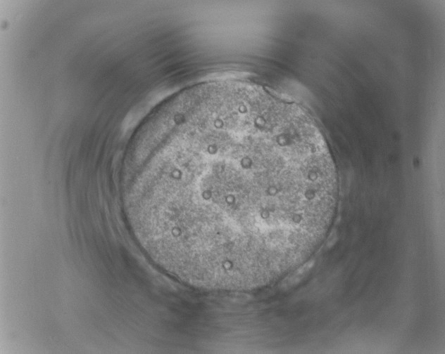 X0000076350337200610272125