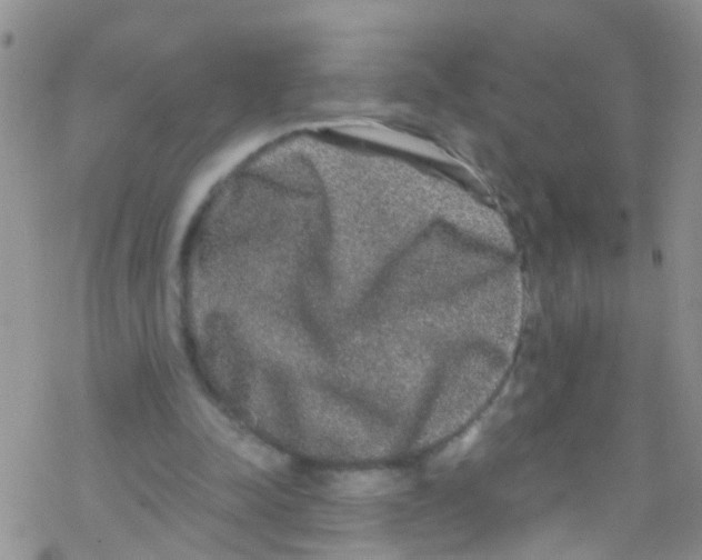 X0000076350342200610272125