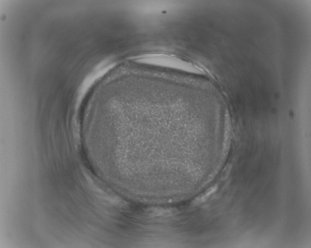 X0000076350343200610272125